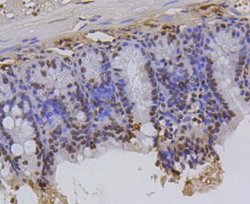 HistoneH2AE Rabbit anti-Human, Clone: SR4-17, Novus Biologicals 100&mu;L:Antibodies,
